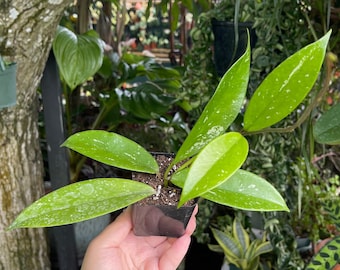 Hoya Carnosa 'madara Green Edge' | 2-inch | Exact Plant | Free