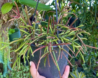 Rhipsalis Baccifera Mistletoe Cactus Rare Succulent Live Cacti Plant