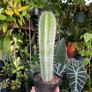 Large Striped Polaskia Chichipe Cactus Rare Succulent Live Cacti Plant