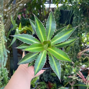 Agave Lophantha 'Splendida' | Center Stripe Agave | Rare Succulent Live Plant