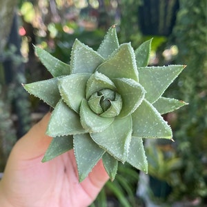 Haworthia Savanna Rare Live Succulent Plant