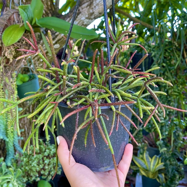 Rhipsalis Baccifera Mistletoe Cactus Rare Succulent Live Cacti Plant
