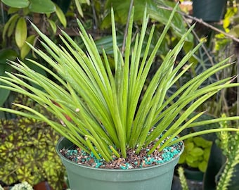 6” Hedgehog Agave Stricta ‘ Lion’s Tail’ Rare Live Plant