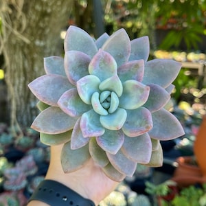 Pink Opalina Graptoveria Rare Succulent Live Plant