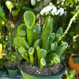 Crassula Ovata ET’s Fingers Jade Rare Succulent Live Plant