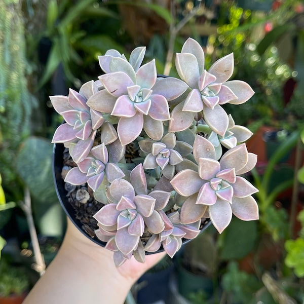 Graptopetalum Paraguayense Cluster Rare Succulent Live Plant