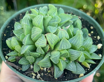 Gasteria 'amabala' (excelsa 'cala' X Elliphiae) - Etsy