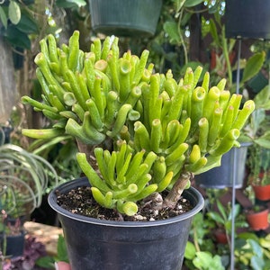 6” Crassula Ovata Gollum Jade ET Fingers Rare Succulent Live Plant