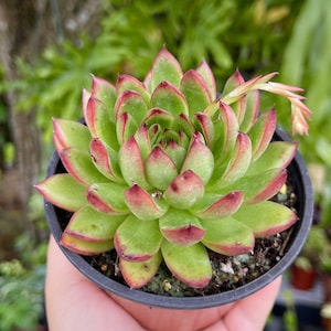 Echeveria Agavoides Cimette Rare Succulent Live Plant