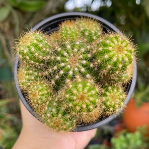 Echinopsis Calochlora Cactus Rare Succulent Live Cacti Plant