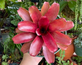 6” Bromeliad Neoregelia Fireball Rare Live Plant