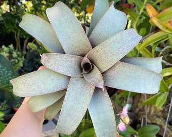 6” Vriesea Saundersii Rare Bromeliad Live Plant