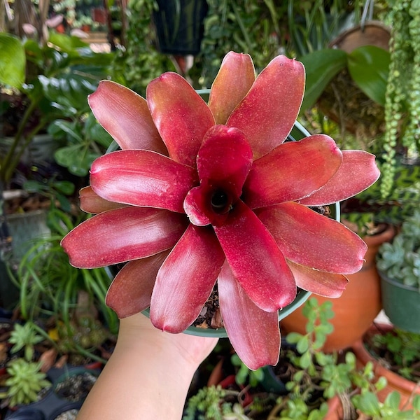Bromelia Neoregelia Fireball de 6 pulgadas, planta viva rara