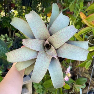 6” Vriesea Saundersii Rare Bromeliad Live Plant