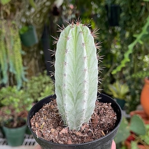 Striped Polaskia Chichipe Cactus Rare Succulent Live Cacti Plant