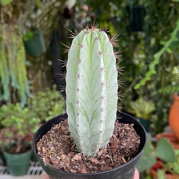 Striped Polaskia Chichipe Cactus Rare Succulent Live Cacti Plant