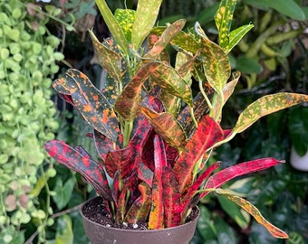 Bush On Fire Croton Rare Live Plant