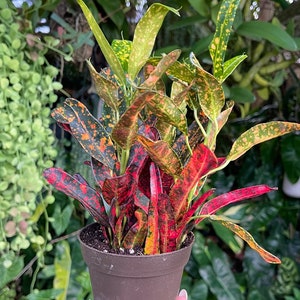 Bush On Fire Croton Rare Live Plant