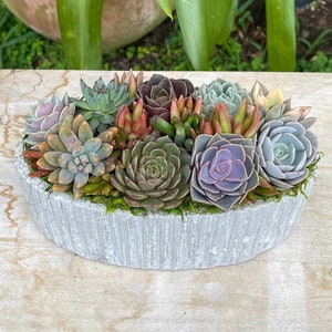 Oval Living Colorful Succulent Arrangement