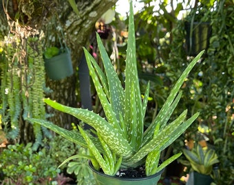 Aloe vera plante médicinale rare plante succulente vivante