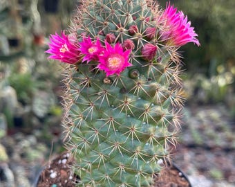 Golden Pincushion | 2.5 Inch | Mammillaria Celsiana | Live Cactus Plant |  Succulent | Indoor Plant | Drought Tolerant - Etsy