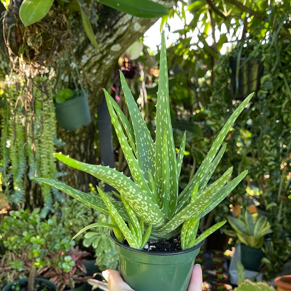 Aloe Vera Medicinal Plant Rare Succulent Live Plant
