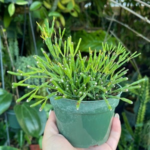 Rhipsalis Hatiora Salicornioides Dancing Bones Cactus Rare Succulent Live Cacti Plant