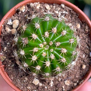 2” Echinobivia Rainbow Bursts Cactus Rare Succulent Cacti Live Plant