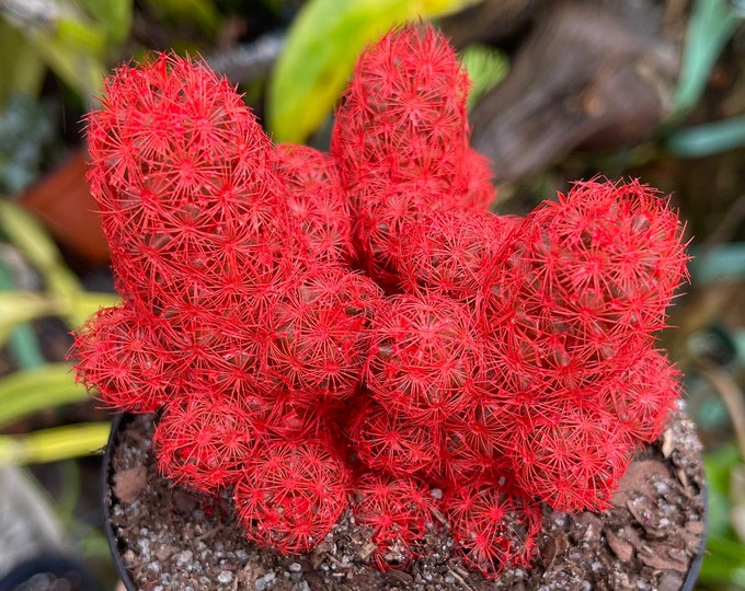Red Desert Gems Cacti Rare Succulent Live Cactus Plant Etsy
