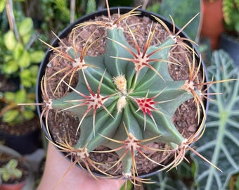 6” Ferocactus Rare Succulent Live Cacti Plant