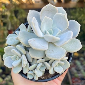 White Echeveria Asante Sana Cluster Rare Succulent Live Plant
