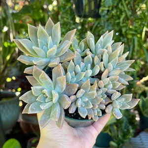 Graptopetalum Cluster Rare Succulent Live Plant