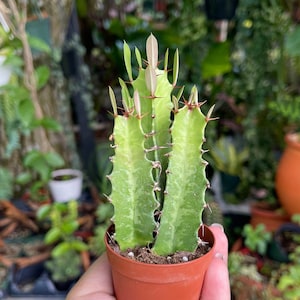 2” Euphorbia Trigona Cactus Rare Succulent Live Cacti Plant