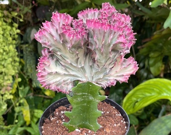 6” Euphorbia Lactea Cristata Pink ‘ Coral Cactus ‘ Rare Succulent Live Plant