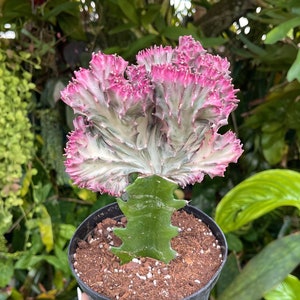 6” Euphorbia Lactea Cristata Pink ‘ Coral Cactus ‘ Rare Succulent Live Plant