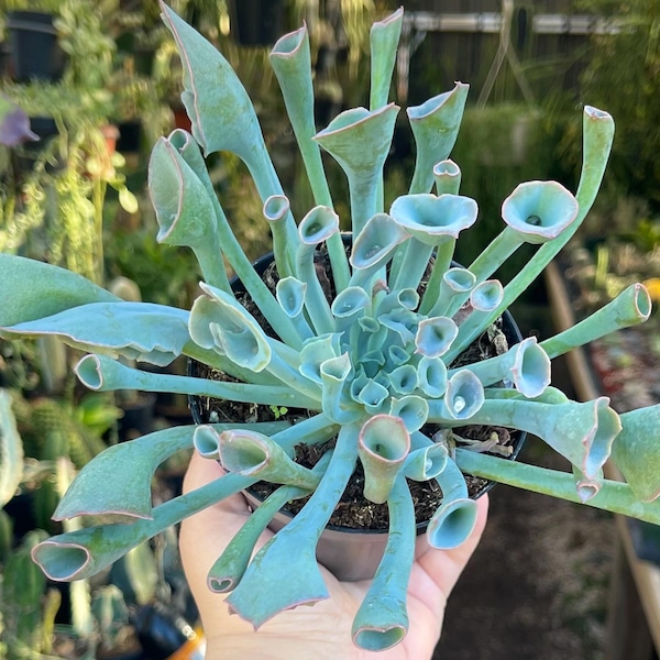 Echeveria Trumpet Pinky Rare Succulent Live Plant