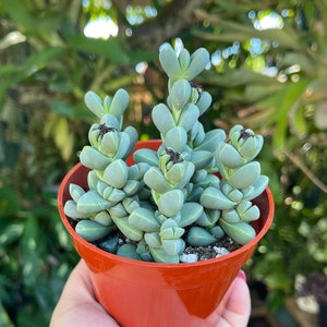 Corpuscularia Lehmannii Ice Plant Rare Succulent Live Plant