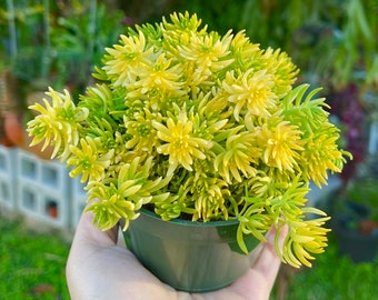 Sedum Angelina Rare Succulent Live Plant