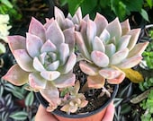 Echeveria Pink Cluster Rare Succulent Live Plant