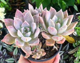 Graptopetalum Rose Grappe Rare Plante Succulente Vivante