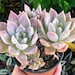 see more listings in the Echeveria section