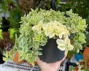 Variegated Baby Sun Rose Ice Plant Rare Succulent Live Plant