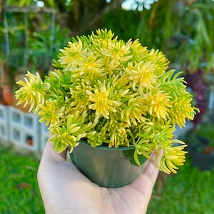 Sedum Angelina Rare Succulent Live Plant
