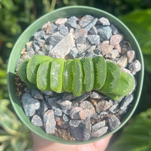 Haworthia Truncata Rare Succulent Live Plant