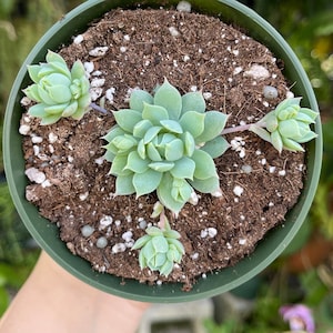 Graptopetalum Macdougallii Rare Succulent Live Plant