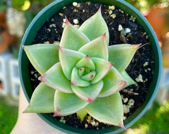 Echeveria Lipstick Agavoides Rare Succulent Live Plant