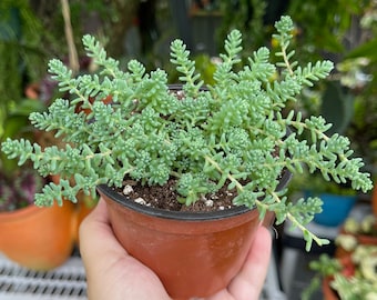 Sedum Hispanicum Blue Carpet Rare Succulent Live Plant