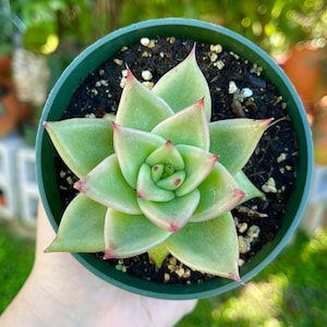 Echeveria Lipstick Agavoides Rare Succulent Live Plant