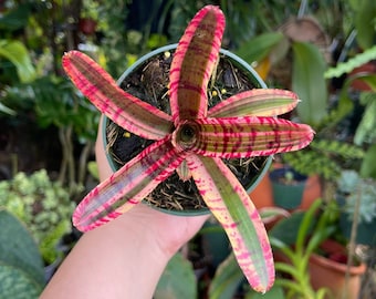 Neoregelia White Hot Embers Rare Bromeliad Live Plant - Etsy