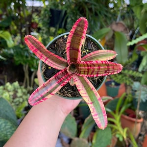 Neoregelia White Hot Embers Rare Bromeliad Live Plant
